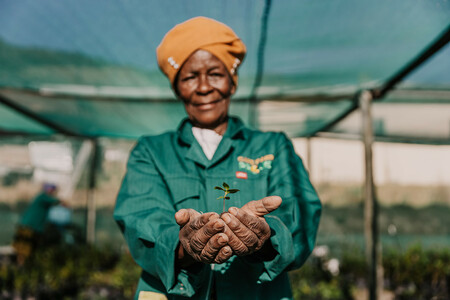 Yellowwood Reforestation Project