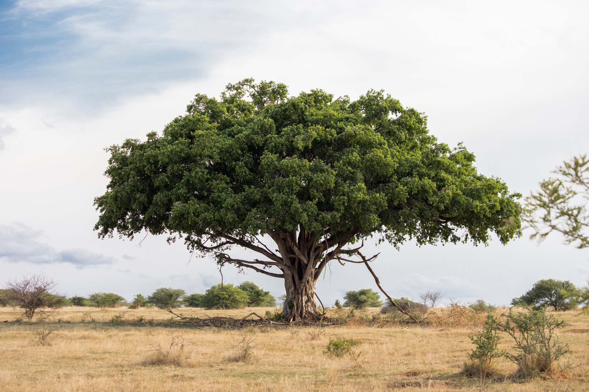HedgeNews Africa | Fairtree extends Wild Fig access to retail and offshore investors