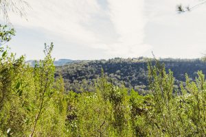 Yellowwood Reforestation Project