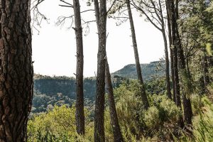 Yellowwood Reforestation Project