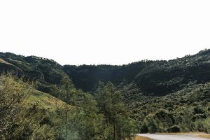 Yellowwood Reforestation Project