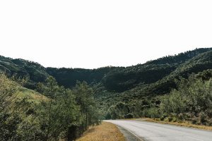 Yellowwood Reforestation Project