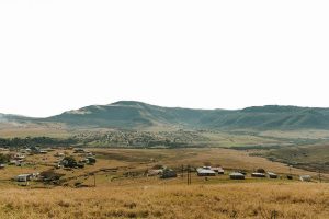 Yellowwood Reforestation Project