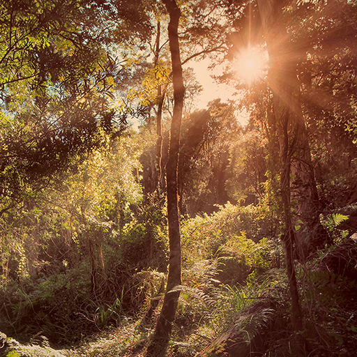 Fairtree Elevant Ventures